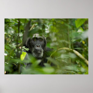 Schimpanse versteckt unter Vegetation Poster