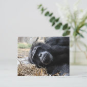 Schimpanze Postkarte (Stehend Vorderseite)
