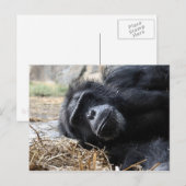 Schimpanze Postkarte (Vorne/Hinten)