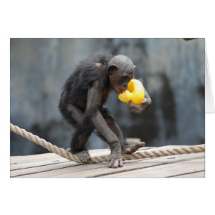 Schimpanzee und Rubbery Ducky
