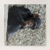 Schimppanzee 013 puzzle (Horizontal)
