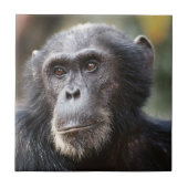 Schimppanzee Fliese (Vorderseite)