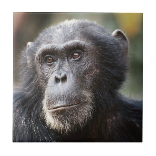 Schimppanzee Fliese (Vorderseite)