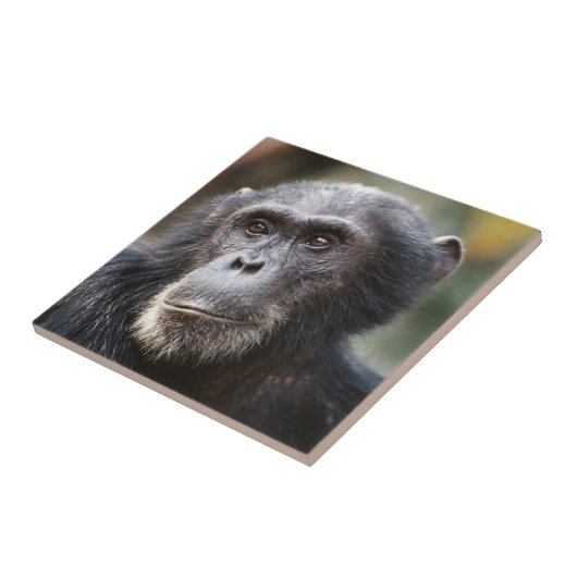 Schimppanzee Fliese (Seite)