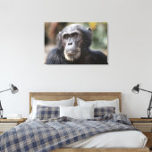 Schimppanzee Leinwanddruck (Insitu (Schlafzimmer))