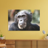 Schimppanzee Leinwanddruck (Insitu (Wohnzimmer))