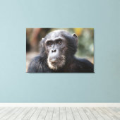 Schimppanzee Leinwanddruck (Insitu (Holzboden))