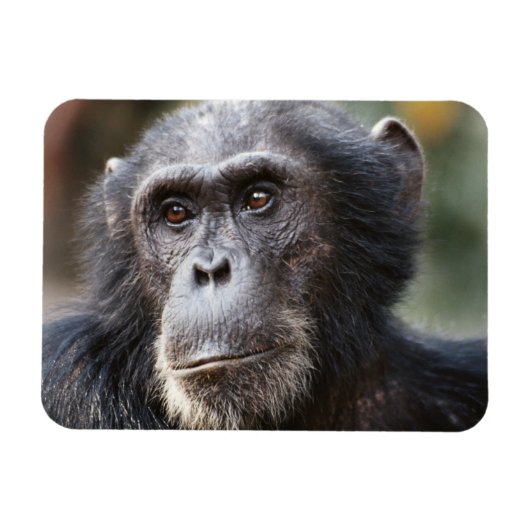 Schimppanzee Magnet (Horizontal)