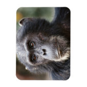 Schimppanzee Magnet (Vertikal)