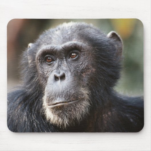Schimppanzee Mousepad (Vorne)