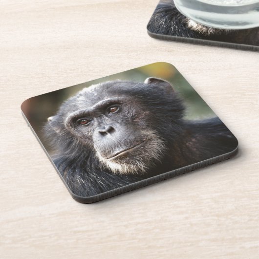 Schimppanzee Untersetzer (Linke Seite)