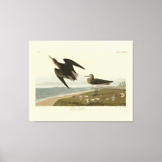 Schinzs Sandpiper von Audubons Vögeln Amerikas Leinwanddruck (Vorderseite)