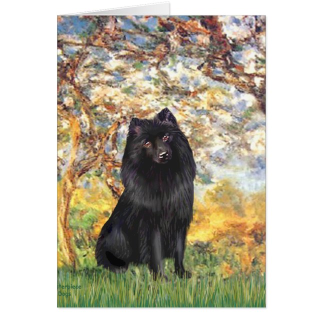 Schipperke 2 - Frühjahr (Vorne)