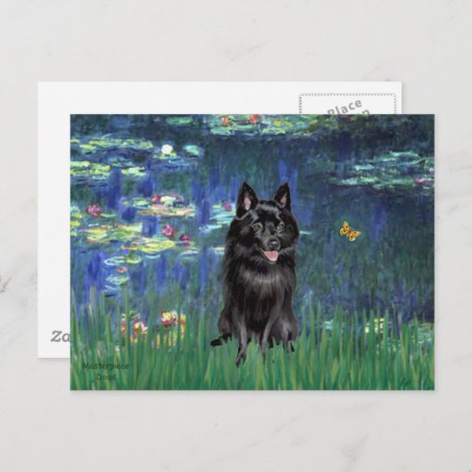 Schipperke 4 - Lilies 5 Postkarte (Vorne/Hinten)