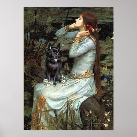 Schipperke 4 - Ophelia Sitzplätze Poster (Vorne)