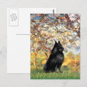 Schipperke 6 - Frühling Postkarte (Vorne/Hinten)
