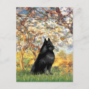 Schipperke 6 - Frühling Postkarte