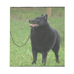 Schipperke Dog Notizblock