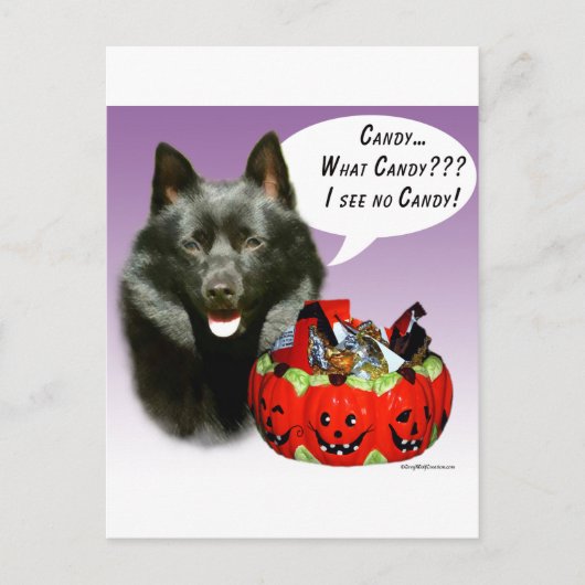 Schipperke Halloween Candy Postkarte (Vorderseite)