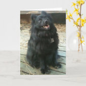 Schipperke-Hundeallgemeine Gruß-Karte Karte (Gelbe Blume)