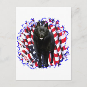 Schipperke Patriot Postkarte