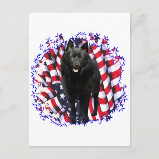 Schipperke Patriot Postkarte (Vorderseite)