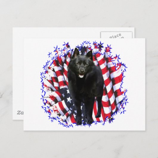 Schipperke Patriot Postkarte (Vorne/Hinten)