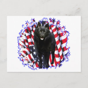 Schipperke Patriot Postkarte