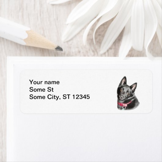 Schipperke Picture (Insitu)