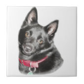 Schipperke Picture Fliese (Vorderseite)