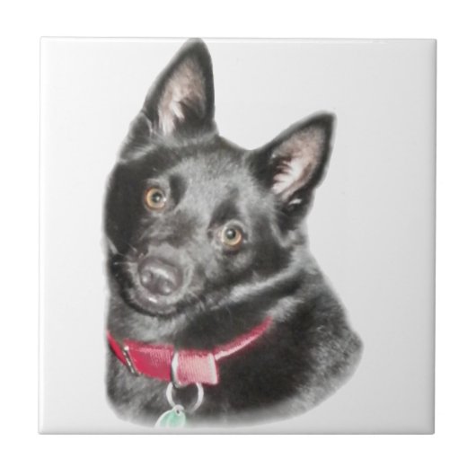 Schipperke Picture Fliese (Vorderseite)