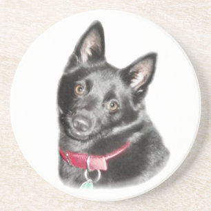 Schipperke Picture Getränkeuntersetzer