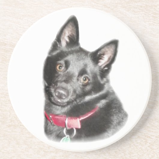 Schipperke Picture Getränkeuntersetzer (Vorne)
