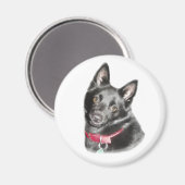 Schipperke Picture Magnet (Vorderseite/Rückseite)