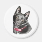 Schipperke Picture Magnet (Vorne)