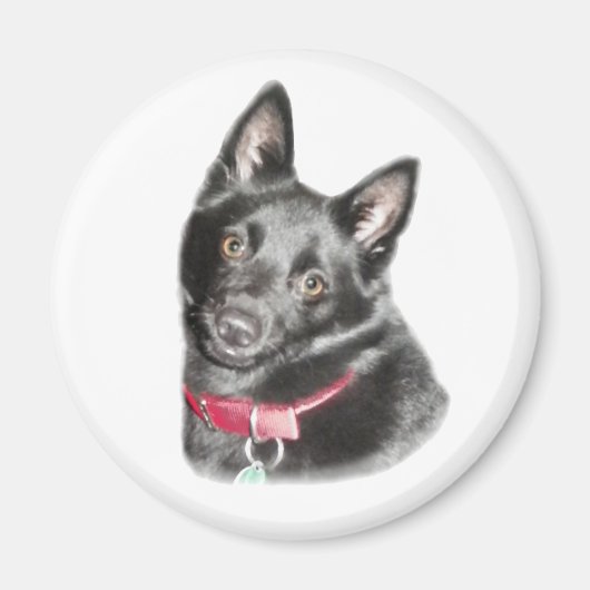 Schipperke Picture Magnet (Vorne)