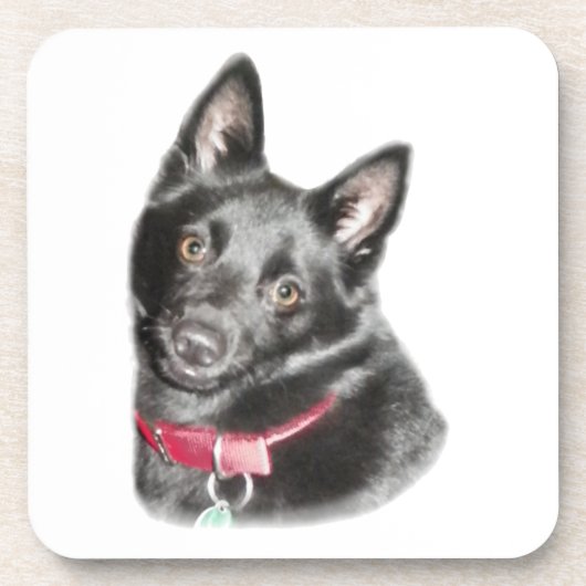 Schipperke Picture Untersetzer (Vorderseite)