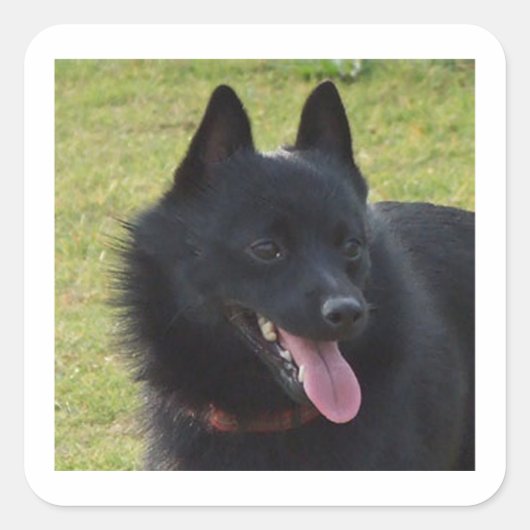 Schipperke.png Quadratischer Aufkleber (Vorderseite)