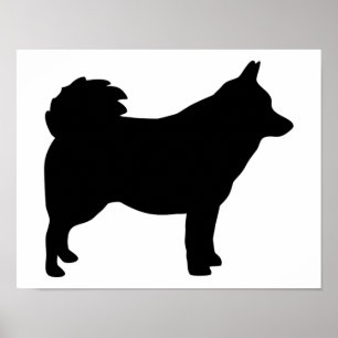 Schipperke Poster