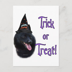 Schipperke Trick Postkarte