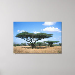 Schirmdorn-Akazie (Acacia tortilis), Mkuze Leinwanddruck