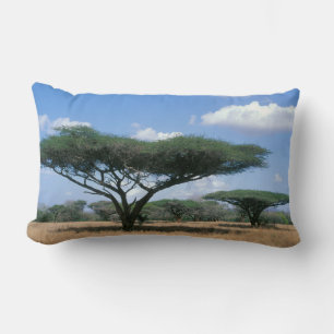 Schirmdorn-Akazie (Acacia tortilis), Mkuze Lendenkissen