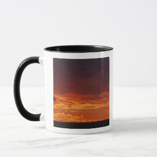 Schirmdornakazie, Acacia tortilis, 2 Tasse