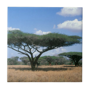 Schirmdornakazie (Acacia tortilis), Mkuze Fliese