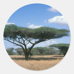 Schirmdornakazie (Acacia tortilis), Mkuze Runder Aufkleber