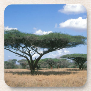 Schirmdornakazie (Acacia tortilis), Mkuze Untersetzer