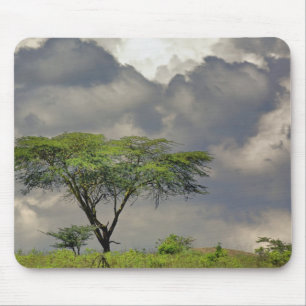 Schirmdornakazie, Acacia tortilis, und 2 Mousepad