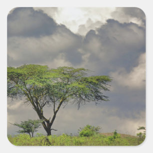 Schirmdornakazie, Acacia tortilis, und 2 Quadratischer Aufkleber