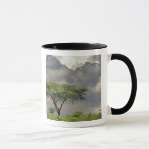 Schirmdornakazie, Acacia tortilis, und 2 Tasse