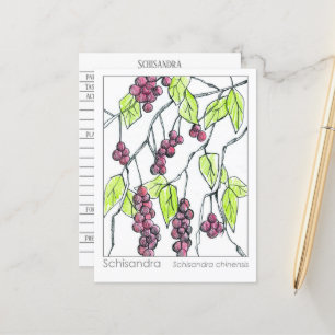 Schisandra Herb Materia Medica Cards Kräuterstudie Postkarte